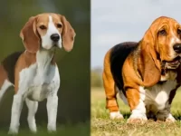 比格犬和巴吉度犬有什么区别?哪个更适合家养?