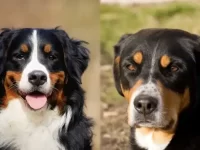 伯恩山犬与大瑞士山地犬的起源和历史