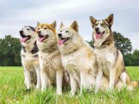 西伯利亚哈士奇和贵宾犬生的小狗怎么样?有哪些优缺点?