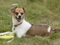 20种独特的法国斗牛犬杂交品种对比,你最喜欢哪一款?