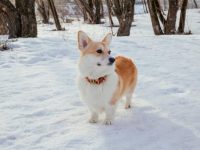 比特犬与柯基犬杂交的后代怎么样,适合新手养吗?