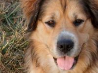 德国牧羊犬和金毛猎犬的后代叫啥名?适合当家庭犬吗?