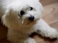 马耳他犬和比熊犬配出来的小狗好不好?