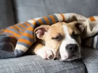 英国斗牛犬混血:20种你一定会喜欢的杂交品种!