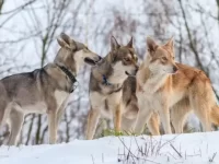 西伯利亚哈士奇与狼能交配吗?外观特征有哪些区别?