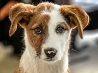 杰克罗素梗混种:20种活力四射的杂交品种