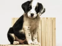 边境牧羊犬混种:30种不同且聪明的杂交品种