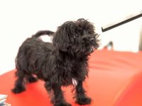 比格犬和马耳他犬的后代叫啥名?容易训练吗?