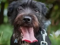 21种可爱的雪纳瑞串串,你最喜欢哪一款?