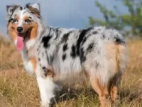 澳大利亚牧羊犬和比格犬出的后代会有什么特点?