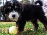 伯恩山犬与贵宾犬混血体型有多大?有哪些优缺点?