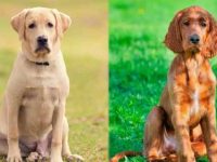 拉布拉多猎犬与爱尔兰塞特犬有什么区别?哪个智商高?