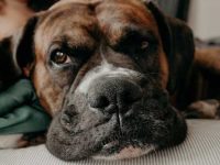 拳师犬与獒犬串串体型有多大,适合当家庭犬吗?