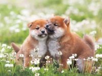 柴犬和柯基的混血小狗长什么样?有哪些独特的特征?