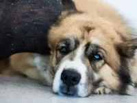 圣伯纳犬与西伯利亚哈士奇串串长什么样子,有什么优缺点?