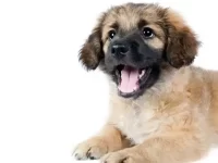 迷你德国牧羊犬:性格及外观特征全解析