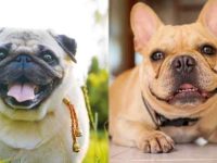 哈巴狗与法国斗牛犬有什么区别?那种好养一些?