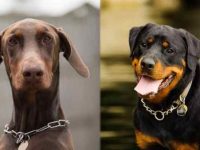 杜宾犬与罗威纳犬哪个好养?5种方法教你如何选择!