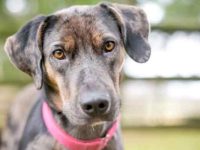 17种你一定会喜欢的混血卡他豪拉豹犬!