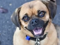 巴哥犬起源于哪个国家?是混血还是纯种?