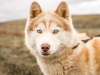 21种杂交西伯利亚哈士奇的品种,二哈的基因果真是强大!