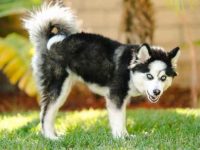 博美犬与西伯利亚哈士奇可以交配吗?有什么优缺点?