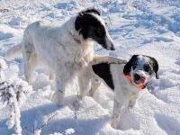 惠比特犬混种:20种流行有魅力的杂交品种