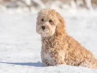 迷你金毛犬一般多重正常?成年后能长到多少斤?