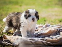 圣伯纳与贵宾犬生下的小狗叫什么名字?适合当家庭犬吗?