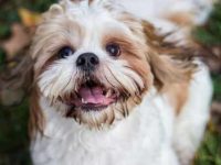 马耳他犬和西施犬串串长什么样?容易训练吗?