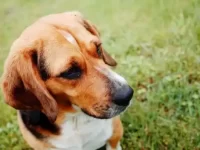 巴吉度猎犬和比格犬串串属于什么犬种?有什么迷人特点?