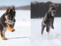 德国牧羊犬与大丹犬哪个好?两种的优缺点对比!