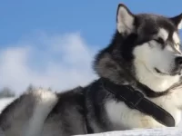 阿拉斯加雪橇犬和西伯利亚雪橇犬杂交生的小狗好不好?