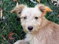 20种你一定会喜欢的混血秋田犬,可爱与独特的完美结合!