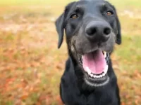 大丹犬与拉布拉多猎犬混血长什么样子?性格怎么样?