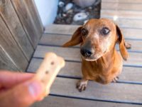腊肠犬和柯基犬混血的小狗性格好不好?