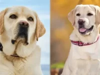 英国拉布拉多犬与美国拉布拉多犬的历史