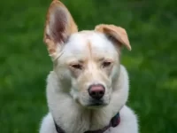 哈士奇与拉布拉多的混血小狗长什么样?