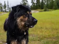 21种非常受欢迎的德国牧羊犬杂交品种,你最喜欢哪一款?