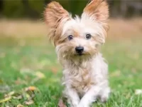 20只可爱的约克夏混血犬,你一定会爱上它们!