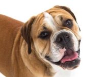 比格犬和英国斗牛犬生下来的狗狗长什么样?性格友善吗?