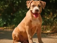 比特犬和拉布拉多猎犬混血优势与特点