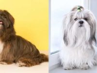 拉萨犬与西施犬哪个好?8种方法教你如何选择!