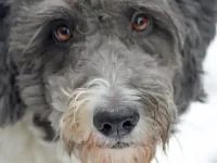 澳大利亚牧羊犬贵宾犬杂交好吗?生出的后代会有什么特点?