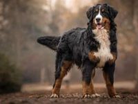 伯恩山犬和金毛猎犬杂交有什么优点,适合当家庭犬吗?