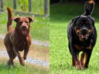 拉布拉多犬和罗威纳犬哪个体型大一些?