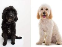 卡瓦波犬和可卡犬有什么区别?哪个聪明些?