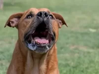 罗威纳犬和比特犬串串有什么特点,适合看家门吗?