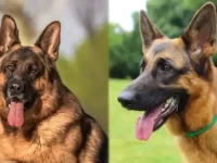 美国德国牧羊犬与欧洲德国牧羊犬有什么区别?起源地在哪里?