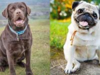 拉布拉多犬和哈士奇的区别在哪里?优缺点深度解析!